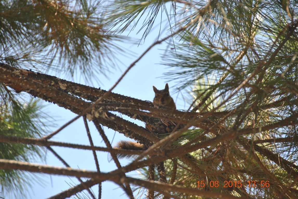 imagini hotel MAJESTY KUSTUR KUSADASI
